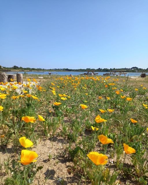 366080080 600402515608611 4775251024118573964 n - Les jolies fleurs des terrasses !